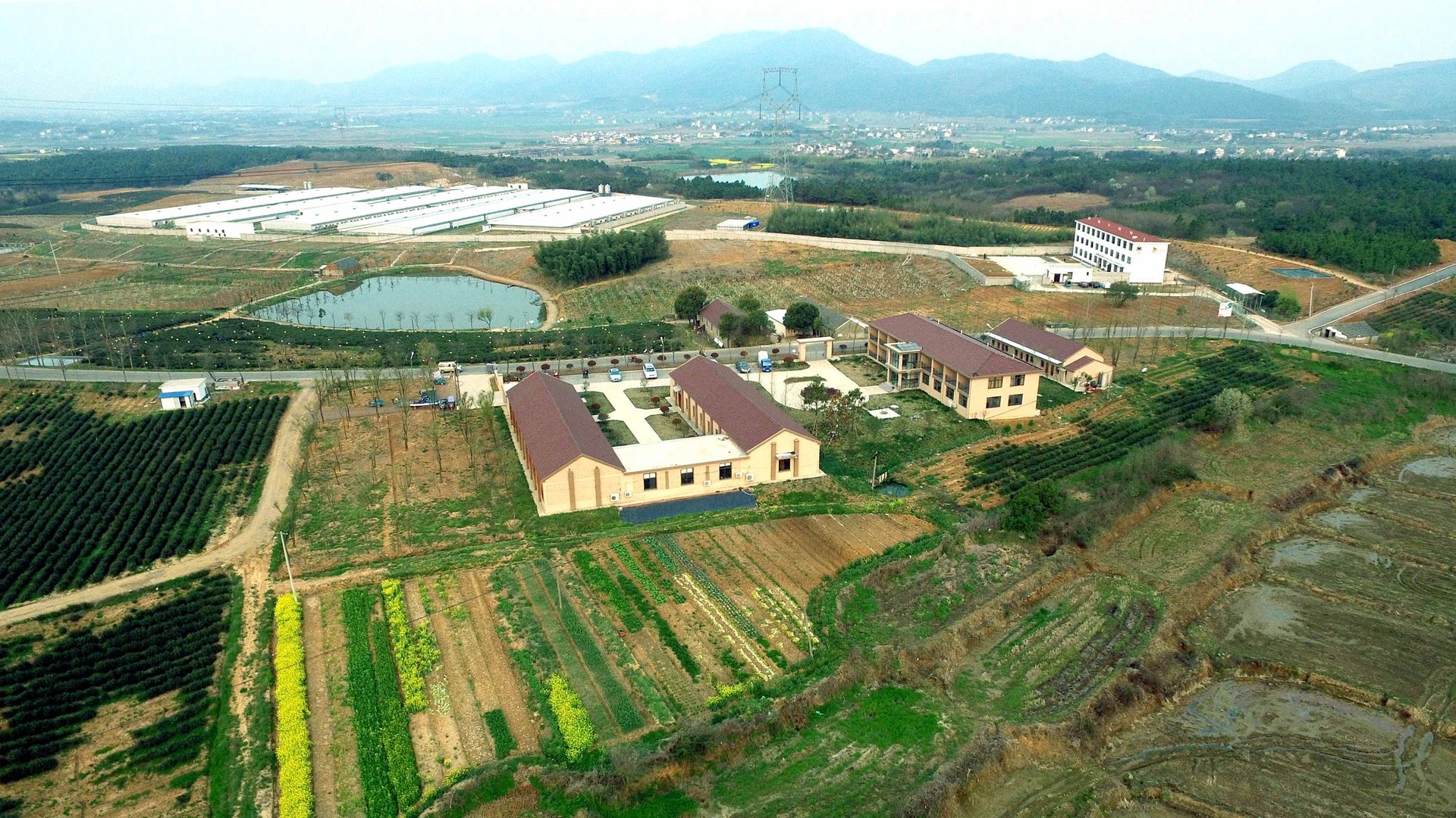 十里长岗千亩茶园